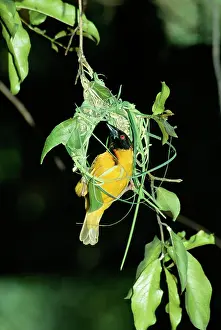 Weaving: Village / Black-headed / Spotted-backed / Spot-backed