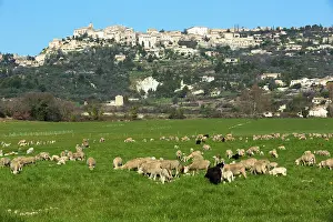 Swallowing: Village of Gordes with cheep herd - Vaucluse - France