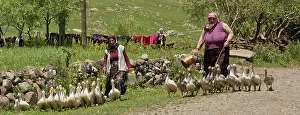 Tending: Village Ladies tending flocks of geese remote village