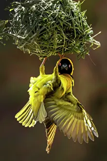 Weavers: Village / Spotted