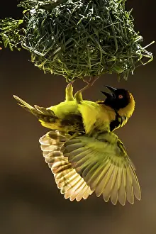 Fluttering: Village / Spotted-backed / Black Headed Weaver