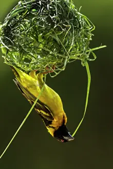 Weavers: Village / Spotted-backed / Black Headed Weaver