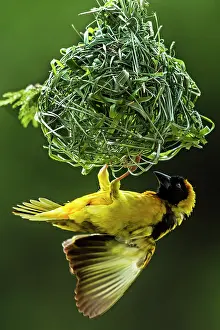 Weavers: Village / Spotted-backed / Black Headed Weaver