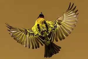 Weavers: Village / Spotted-backed / Black Headed Weaver