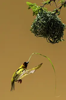 Weavers: Village / Spotted-backed / Black Headed Weaver