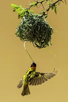 Weavers: Village / Spotted-backed / Black Headed Weaver