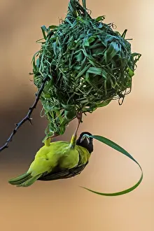 Cucullatus: Village / Spotted-backed Black Headed Weaver