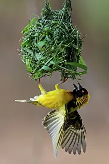 Cucullatus: Village / Spotted-backed Black Headed Weaver