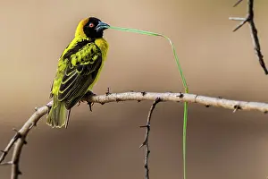 Cucullatus: Village / Spotted-backed Black Headed Weaver