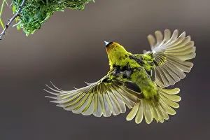 Cucullatus: Village / Spotted-backed Black Headed Weaver