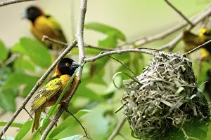Riverine: Village Weaver