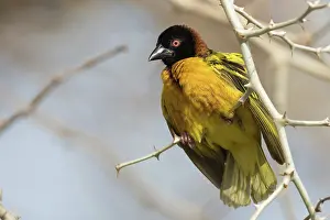 Ruffled: Village Weaver