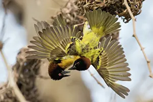 Combat: Village Weaver