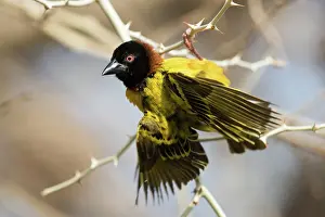 Fluttering: Village Weaver