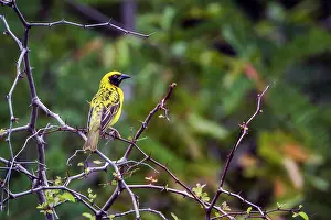 Cucullatus: Village weaver in Kruger National park, South Africa