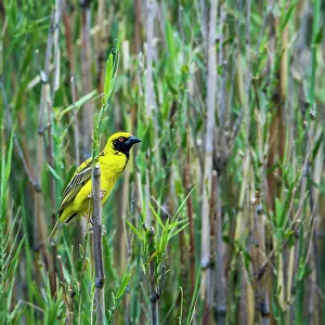 Cucullatus: Village weaver in Kruger National park, South Africa