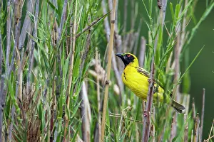 Cucullatus: Village weaver in Kruger National park, South Africa