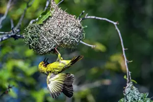 Cucullatus: Village weaver in Kruger National park, South Africa
