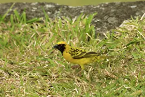 Cucullatus: Village Weaver (Ploceus cucullatus)