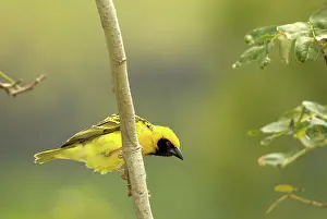 Cucullatus: Village Weaver (Ploceus cucullatus)