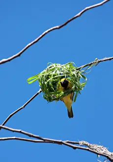 Weavers: Village Weaver Spotted-backed Weaver Black-headed Weaver