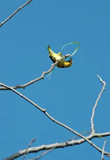 Weavers: Village Weaver Spotted-backed Weaver Black-headed Weaver