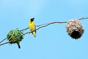Weavers: Village Weaver Spotted-backed Weaver Black-headed Weaver