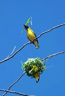 Weavers: Village Weaver Spotted-backed Weaver Black-headed Weaver