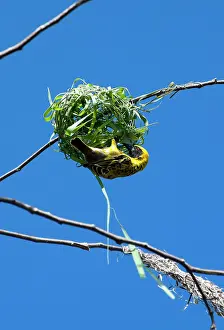 Weavers: Village Weaver Spotted-backed Weaver Black-headed Weaver