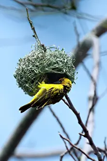 Weavers: Village Weaver Spotted-backed Weaver Black-headed Weaver