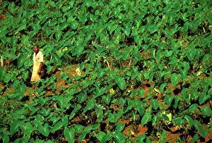 Taro: Villager in his taro patch