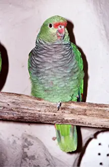 Aviary: Vinaceous Amazon Parrot