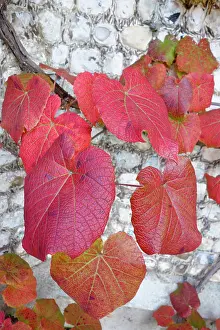 Crimson: Vine, Crimson Glory Vine, Vitis coigetiae, Red coloured leav