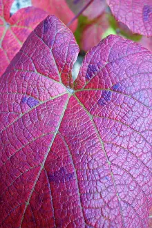 Crimson: Vine, Crimson Glory Vine, Vitis coigetiae, Close up deatil o