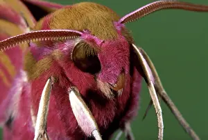 Elpenor: Vine Hawk Moth - portrait