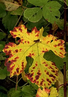 Climbers: Vine leaf, with beautiful autumn colour - Showing