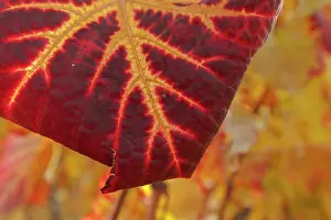 190422: Vine leaf - colourful vine leaf in autumn - Wuerttemberg Vin