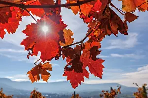 190422: Vine leaf - colourful vine leaves in autumn - Wuerttemberg V