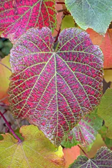 960521: Vine leaves in autumn colour