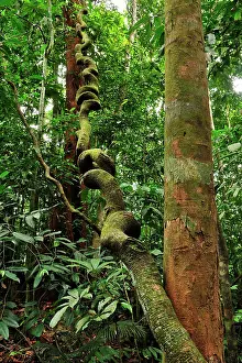 Liana: vine / liana climbs up to the canopy