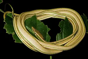 Argenteus: Vine Snake
