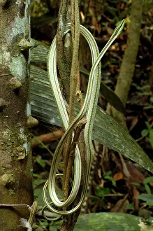 Loreto: Vine snake