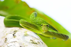 Prasina: Vine snake (Ahaetulla prasina) from Tomohon North