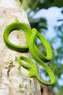 Suspend: Vine snake (Ahaetulla prasina) on a trunk, Tomohon