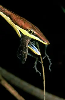 Selva: Vine Snake Eating Anole