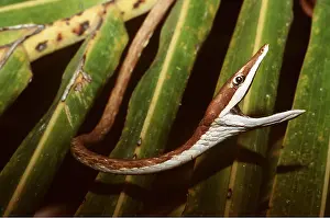 Gaping: VINE SNAKE-GAPING MOUTH