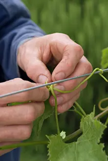 Adaptable: Vine