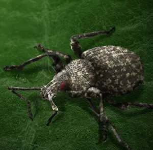 Weevils: Vine Weevil