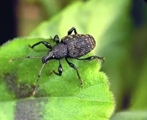Weevil: Vine Weevil