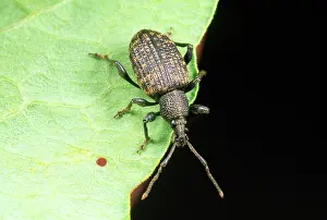 Weevils: Vine Weevil - adult